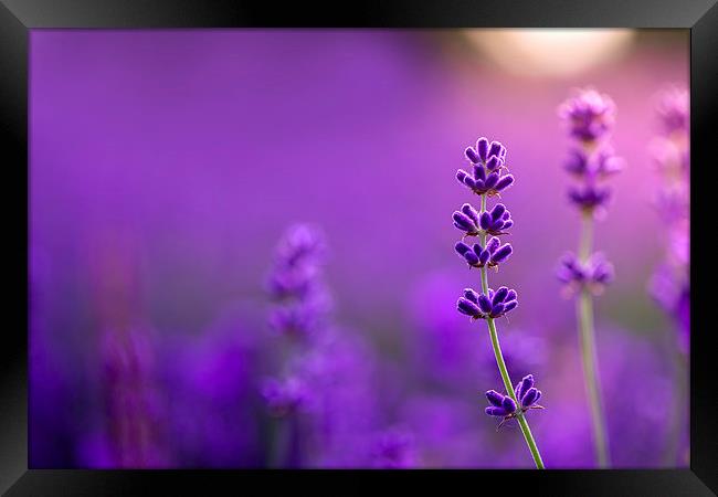  Lavender macro! Framed Print by Inguna Plume