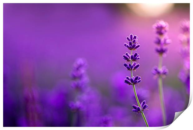  Lavender macro! Print by Inguna Plume