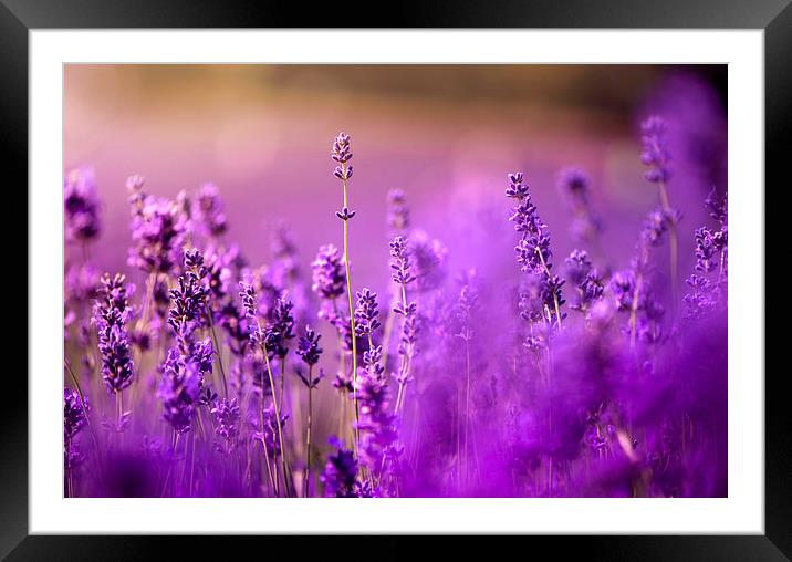 Purple lavenders! Framed Mounted Print by Inguna Plume