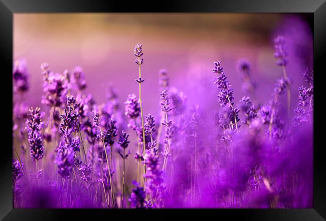 Purple lavenders! Framed Print by Inguna Plume