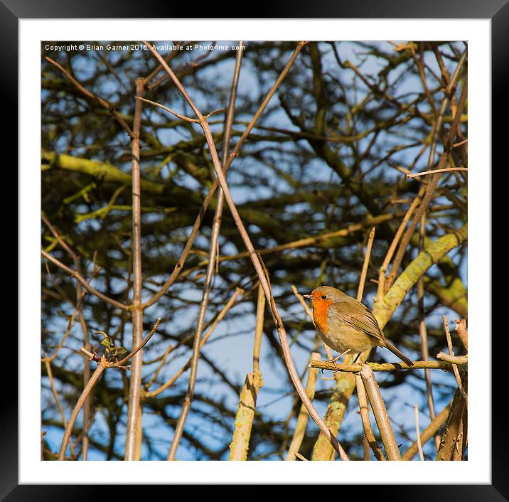  Robin in the Trees Framed Mounted Print by Brian Garner