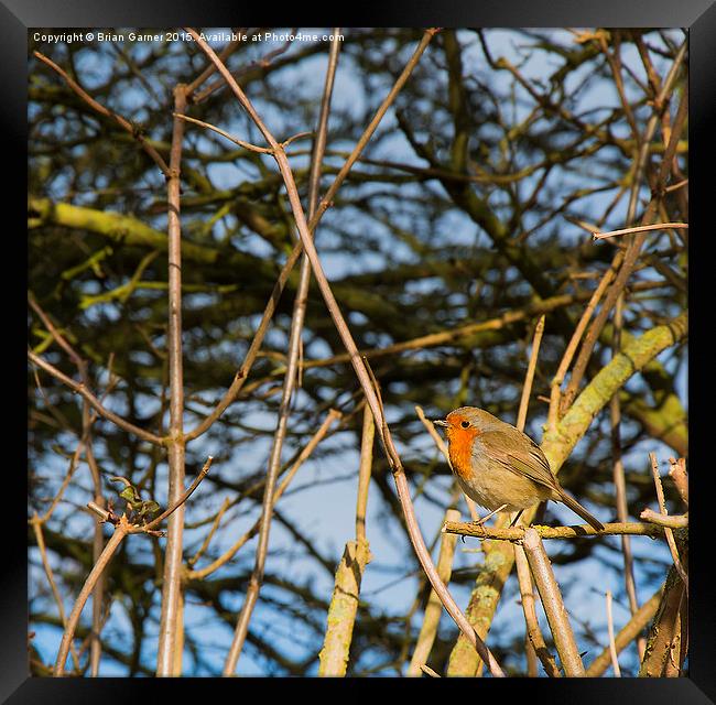  Robin in the Trees Framed Print by Brian Garner
