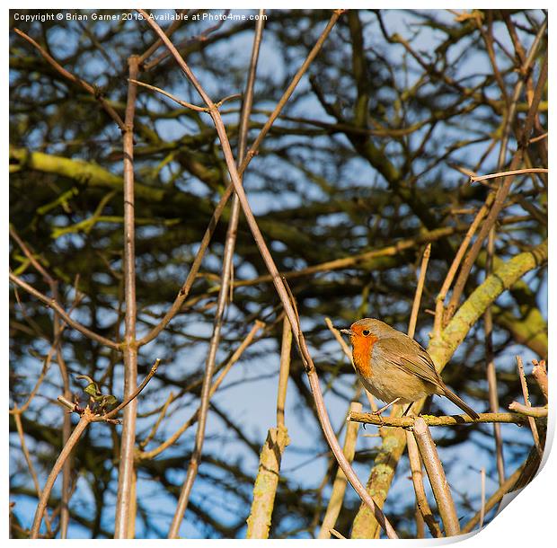  Robin in the Trees Print by Brian Garner