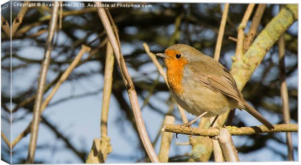  Robin in the Trees (tight crop) Canvas Print by Brian Garner