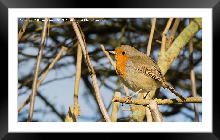  Robin in the Trees (tight crop) Framed Mounted Print by Brian Garner