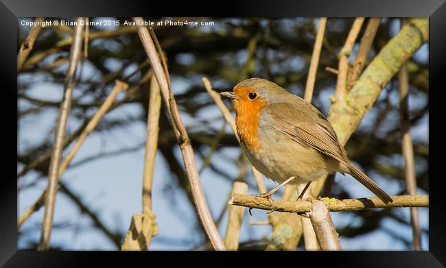  Robin in the Trees (tight crop) Framed Print by Brian Garner