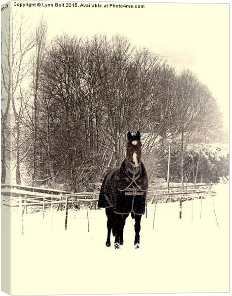  Horse in the Snow Canvas Print by Lynn Bolt