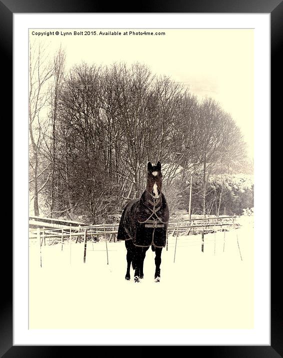  Horse in the Snow Framed Mounted Print by Lynn Bolt