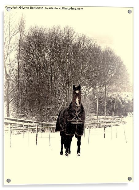  Horse in the Snow Acrylic by Lynn Bolt