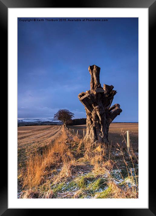 Old Tree of Duns Road Framed Mounted Print by Keith Thorburn EFIAP/b