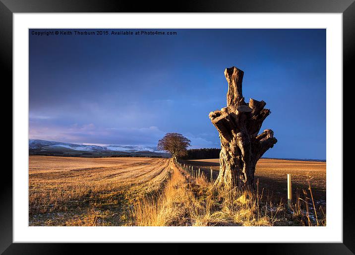 Old Tree of Duns Road Framed Mounted Print by Keith Thorburn EFIAP/b