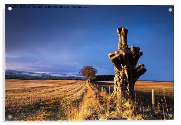 Old Tree of Duns Road Acrylic by Keith Thorburn EFIAP/b