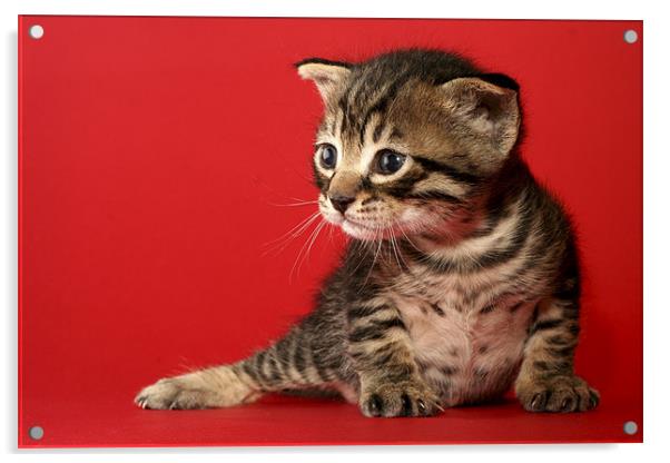 one week old kitten Acrylic by PhotoStock Israel