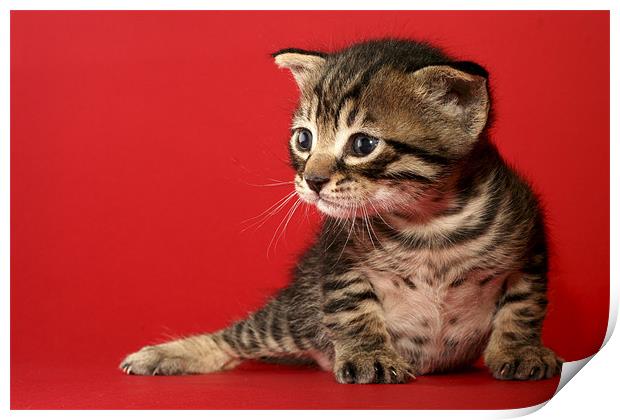 one week old kitten Print by PhotoStock Israel