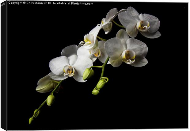 White Orchid Canvas Print by Chris Mann