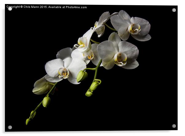  White Orchid Acrylic by Chris Mann