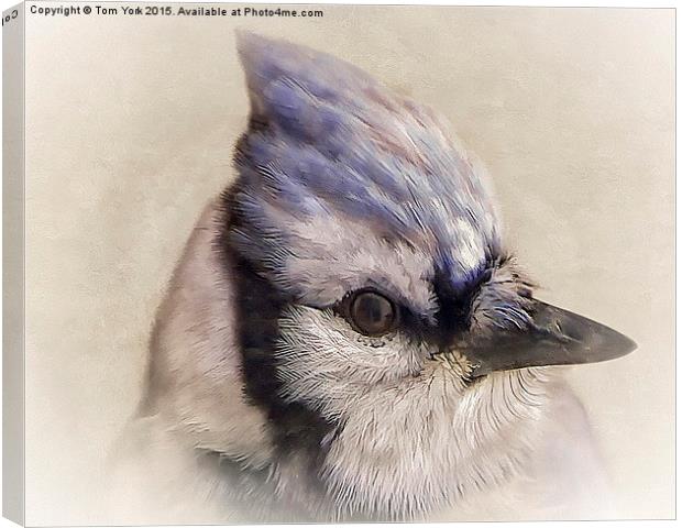 Portrait Of A Blue Jay Canvas Print by Tom York