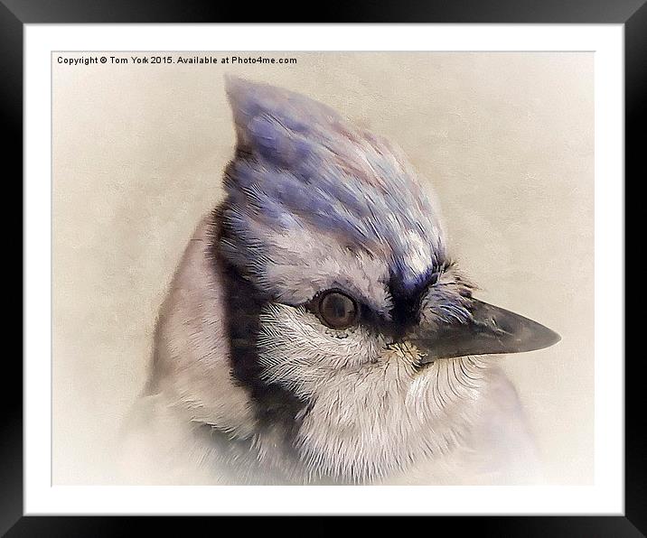 Portrait Of A Blue Jay Framed Mounted Print by Tom York