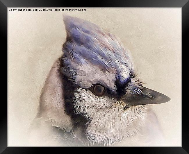 Portrait Of A Blue Jay Framed Print by Tom York