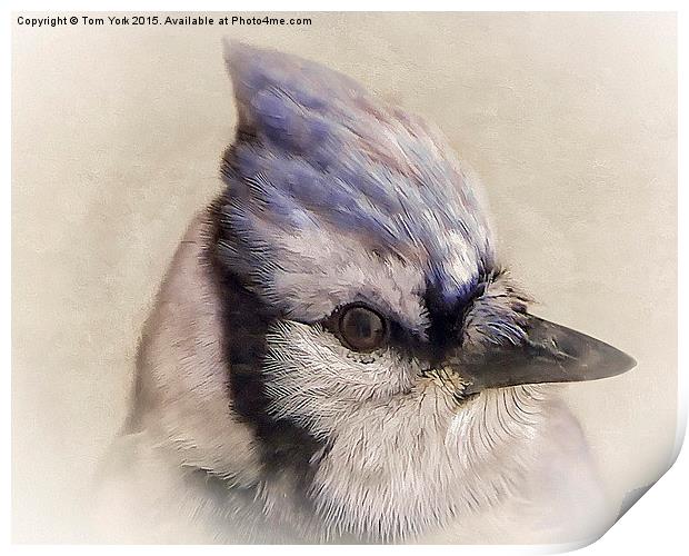 Portrait Of A Blue Jay Print by Tom York