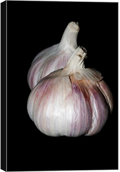 Garlic Canvas Print by Steve Purnell