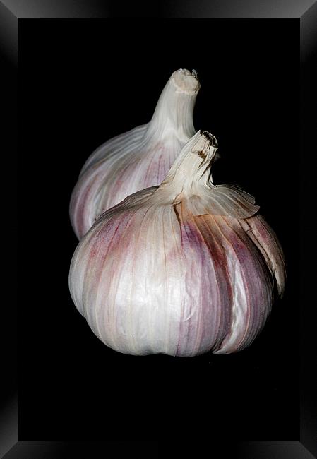 Garlic Framed Print by Steve Purnell