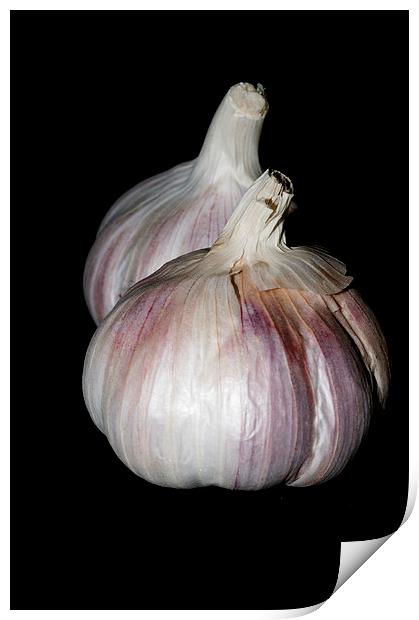Garlic Print by Steve Purnell