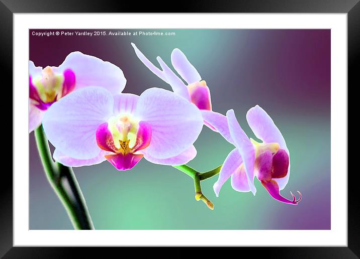  Moth Orchid #1 Framed Mounted Print by Peter Yardley
