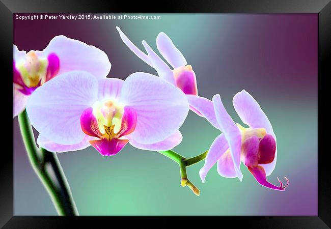  Moth Orchid #1 Framed Print by Peter Yardley