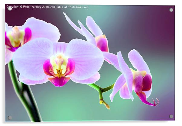  Moth Orchid #1 Acrylic by Peter Yardley
