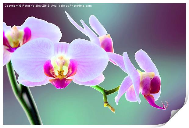  Moth Orchid #1 Print by Peter Yardley