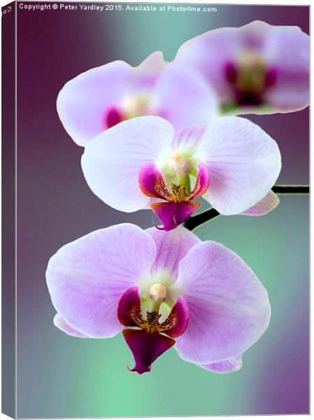 Moth Orchid #2  Canvas Print by Peter Yardley