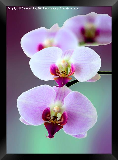 Moth Orchid #2  Framed Print by Peter Yardley