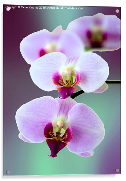 Moth Orchid #2  Acrylic by Peter Yardley