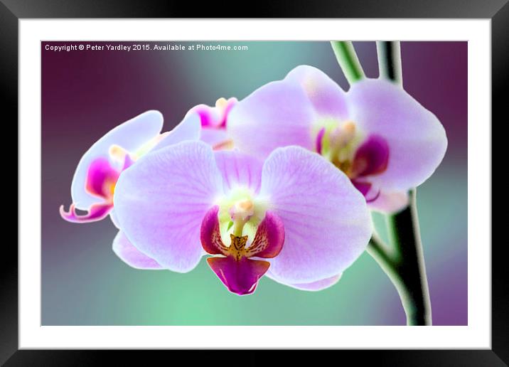  Moth Orchid #3 Framed Mounted Print by Peter Yardley
