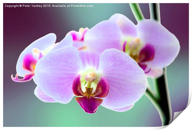  Moth Orchid #3 Print by Peter Yardley