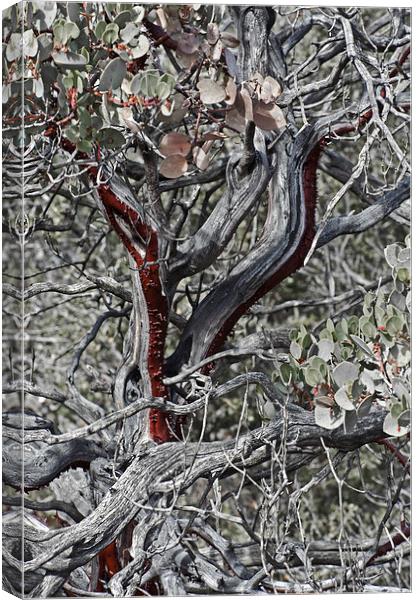  Wild Manzanita Canvas Print by Jean Booth