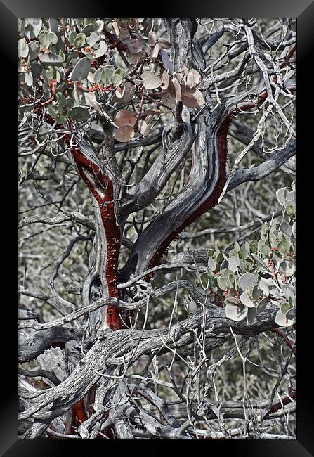 Wild Manzanita Framed Print by Jean Booth