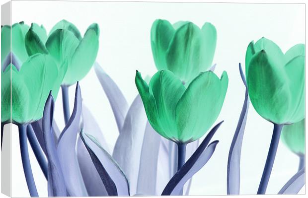 Inverted Tulips Canvas Print by Martin Williams