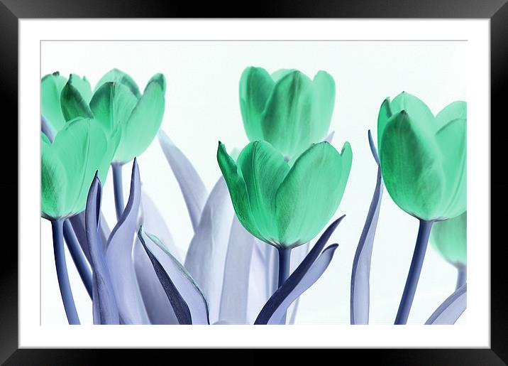 Inverted Tulips Framed Mounted Print by Martin Williams