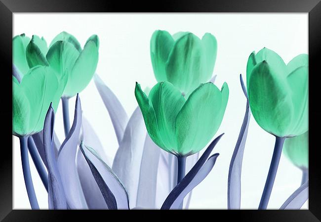 Inverted Tulips Framed Print by Martin Williams