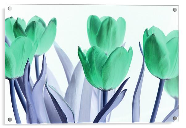 Inverted Tulips Acrylic by Martin Williams