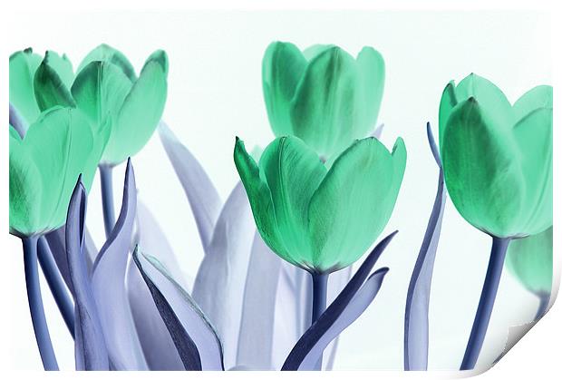 Inverted Tulips Print by Martin Williams