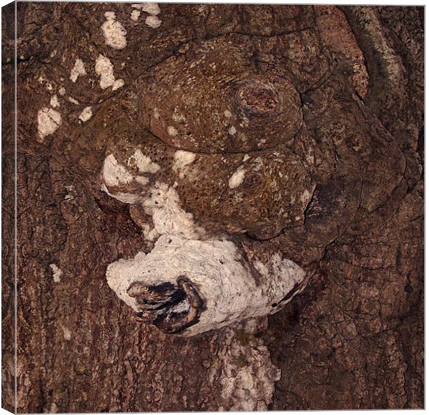 Caninus Treow Canvas Print by Steven Barrymore