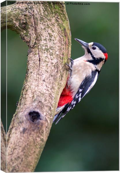  great spotted woodpecker Canvas Print by shawn bullock