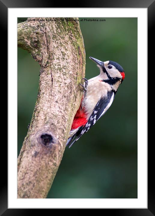  great spotted woodpecker Framed Mounted Print by shawn bullock