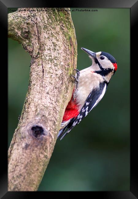  great spotted woodpecker Framed Print by shawn bullock