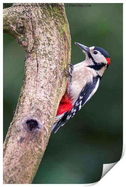  great spotted woodpecker Print by shawn bullock