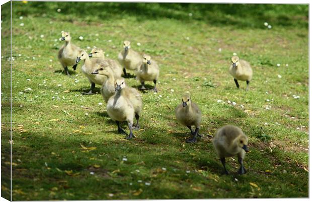 Young Canadian Gosling 1 Canvas Print by Dave Windsor