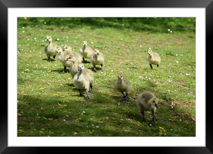 Young Canadian Gosling 1 Framed Mounted Print by Dave Windsor